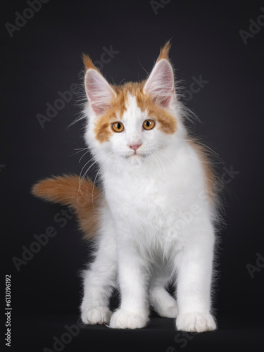 Handsome white with red Maine Coon cat kitten  standing facing front. Looking curious towards camera. Isolated on a black background.