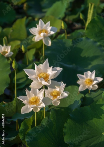 Lotus Flowers