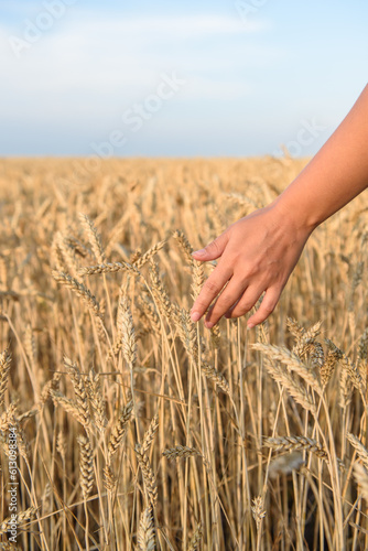 farmer woman's hand touches the wheat. vertical