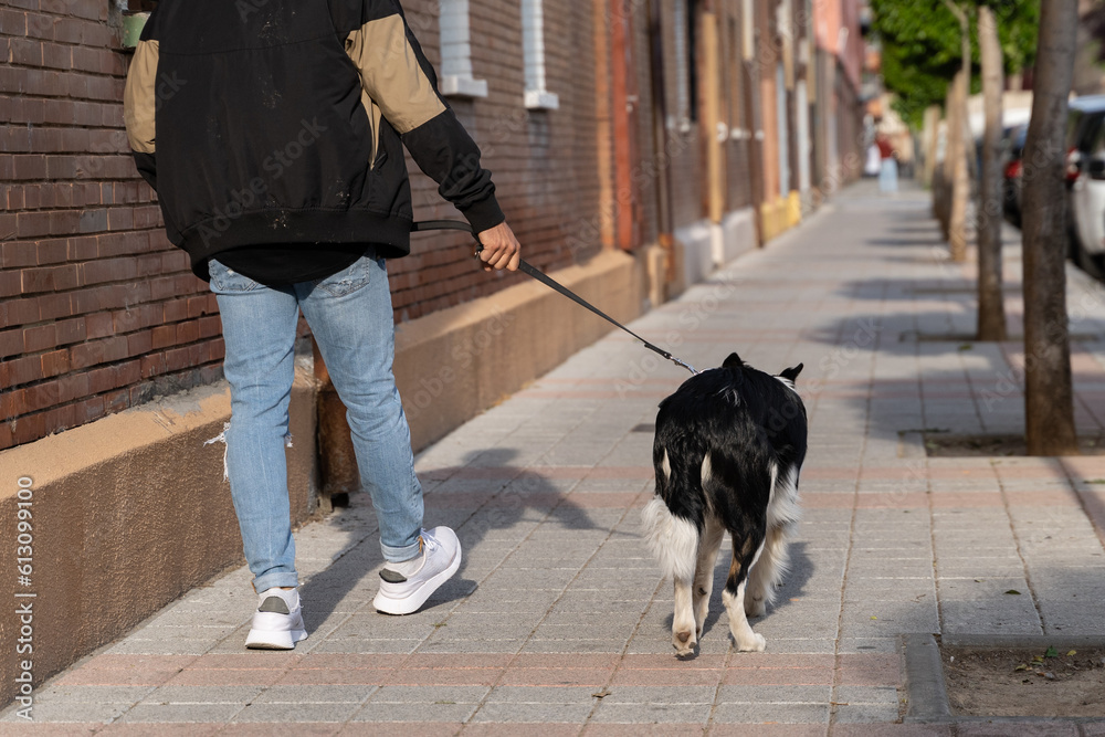 A young naughty Border Collie dog walks with his owner. Pictures of pet Border Collie dogs with their owners. A young naughty Border Collie dog walks with his owner. Pictures of pet Border Collie dogs with their owners.