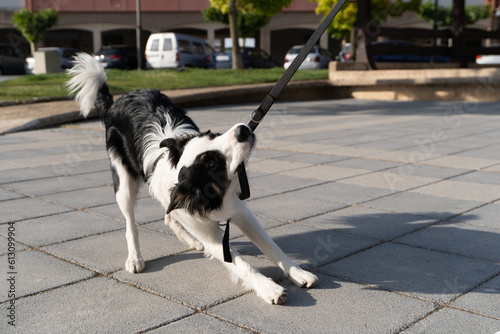 A young naughty Border Collie dog bites and pulls the leash playing with his owner. Pictures of pet Border Collie dogs with their owners.