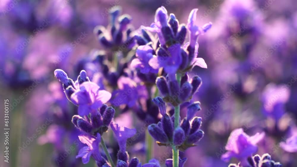 Blooming lavender in a field at sunset. Provence, France. Close up. Selective focus. Slow motion. Lavender flower spring background with beautiful purple colors and bokeh lights. Blooming lavender in a field at sunset. Provence, France. Close up. Selective focus. Slow motion. Lavender flower spring background with beautiful purple colors and bokeh lights.