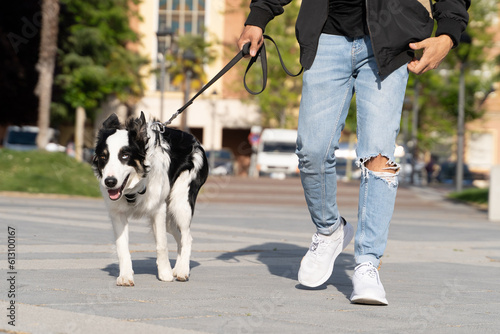 Border Collie walking through the streets in an urban environment with his owner