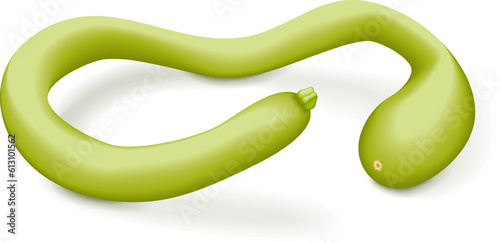 Tromboncino Squash or trombetta squash. Zucchino or zucchetta rampicante. Summer squash. Cucurbita pepo. Fruits and vegetables. Vector illustration isolated on white background. photo