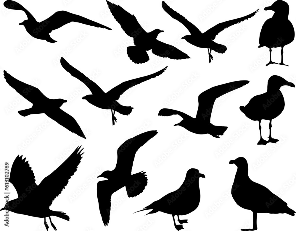 Set of Sea Gull Bird Silhouette Set of Sea Gull Bird Silhouette