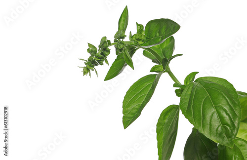 Fresh mint leaves, peppermint plant isolated on white