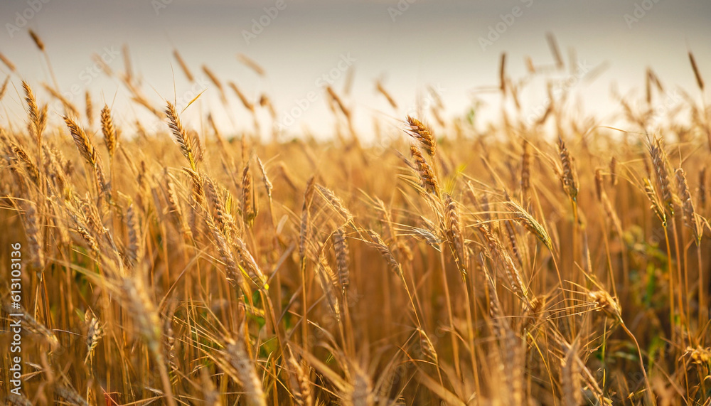 Golden wheat field at sunset. Closeup summer spring meadow.