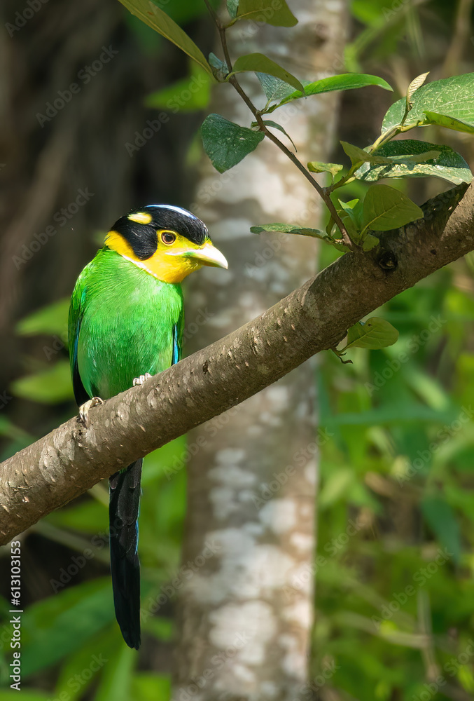 long-tailed broadbill (Psarisomus dalhousiae)
found in the Himalayas long-tailed broadbill (Psarisomus dalhousiae)
found in the Himalayas