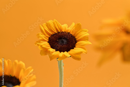Sunflowers on yellow background. Natural background  autumn or summer concept