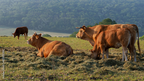 Cattle in the hills of the Vexin Regional Nature park near Follainville-Dennemont village