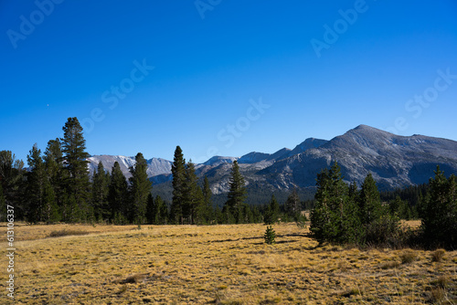 landscape in the summer