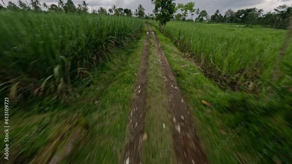 Speed flight over dirt road path between rice field lush green grass tropical palm trees aerial view. FPV sport drone shot Asian agricultural valley route way water puddle plantation nature cloudy sky Speed flight over dirt road path between rice field lush green grass tropical palm trees aerial view. FPV sport drone shot Asian agricultural valley route way water puddle plantation nature cloudy sky