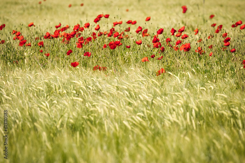 Roter Mohn blüht im Weizenfeld und wiegt sich im Wind. Dynamische Bewegunsunschärfe.
