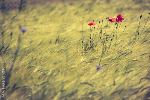 Roter Mohn blüht im Weizenfeld und wiegt sich im Wind. Dynamische Bewegunsunschärfe.
