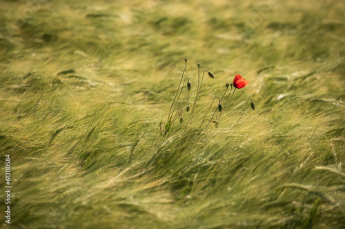 Roter Mohn blüht im Weizenfeld und wiegt sich im Wind. Dynamische Bewegunsunschärfe.
