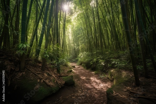 Sunlight in the bamboo forest