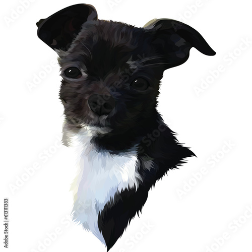 black and white dog