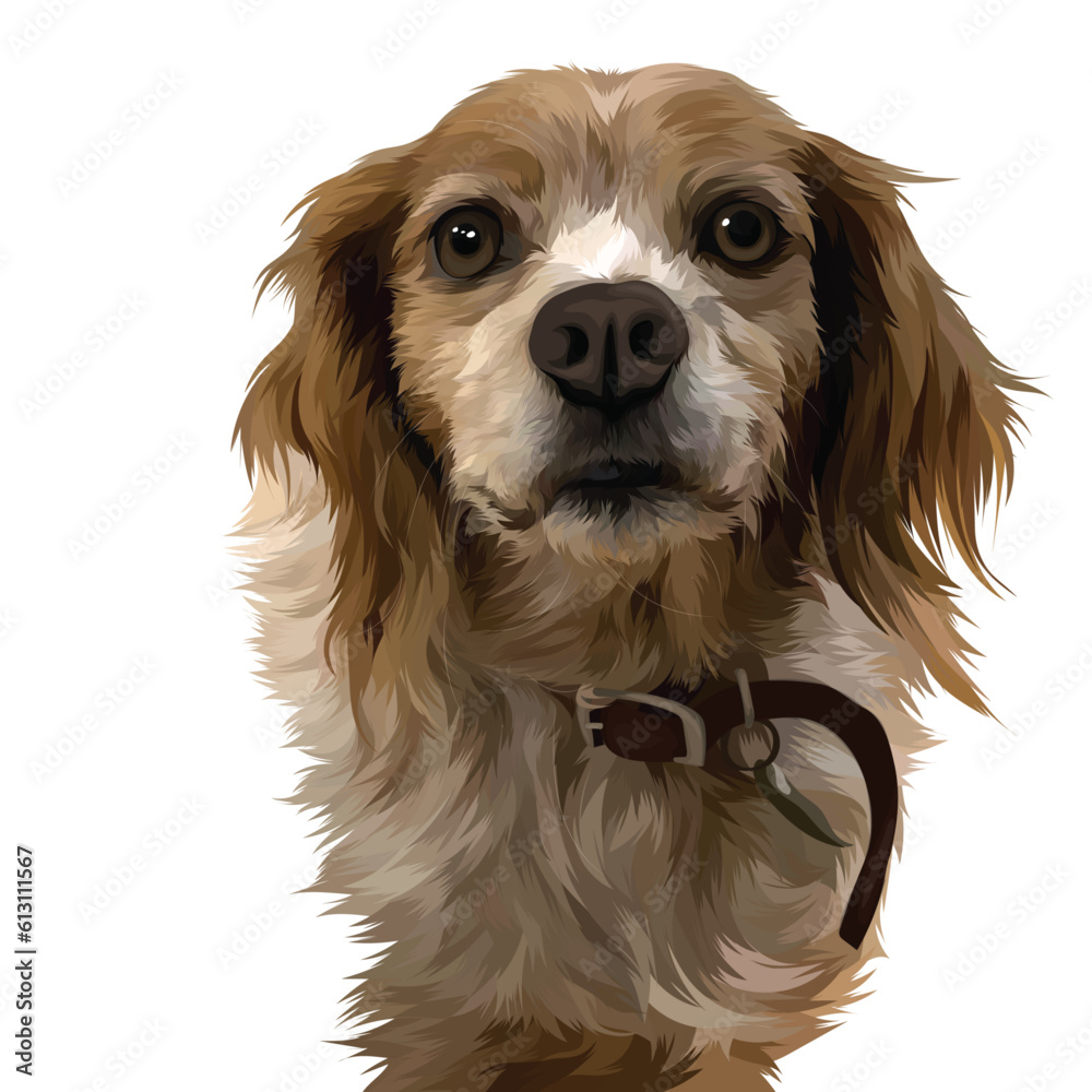 Fototapeta premium cavalier king charles spaniel