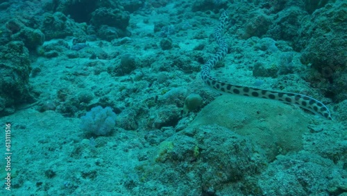 Incredible Spotted Snake swimming above the ocean floor.