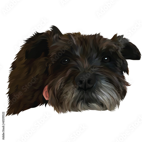 yorkshire terrier puppy