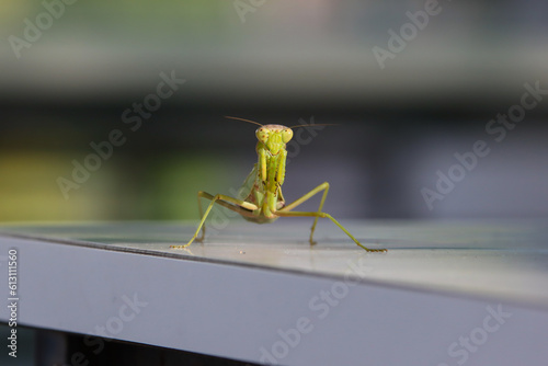 警戒するカマキリ