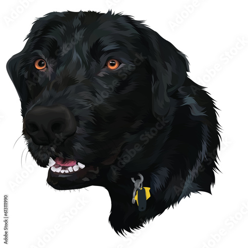 black dog portrait