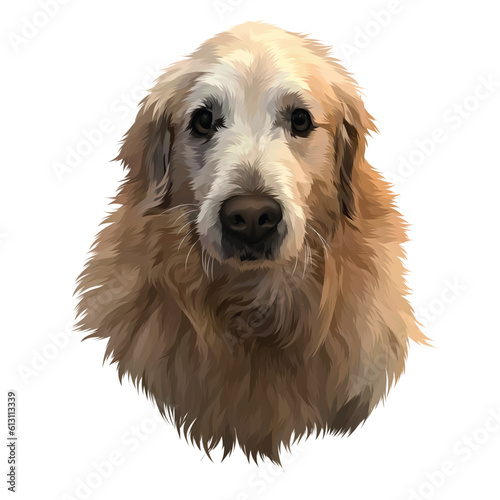 golden retriever dog