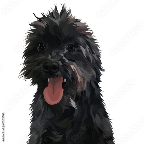 black and white terrier