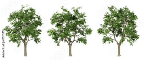 Fraxinus excelsior trees on transparent background, png tree, green landscape, 3d render illustration. © Sandy