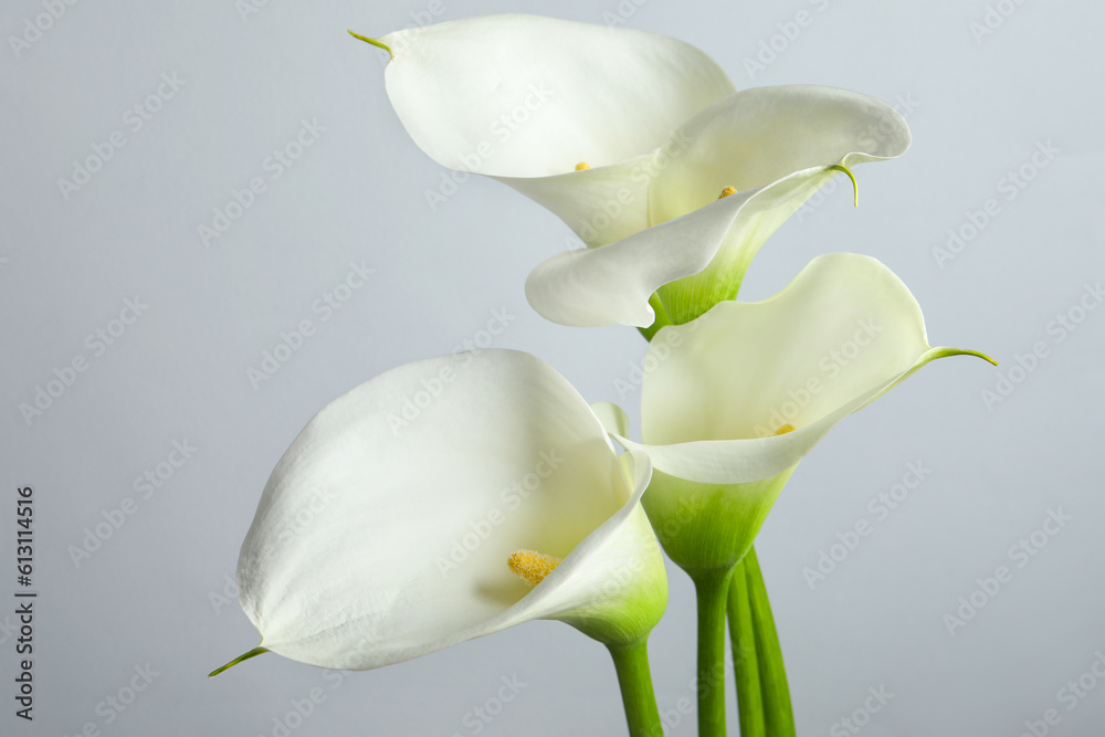 Obraz premium Beautiful calla lily flowers on white background, closeup