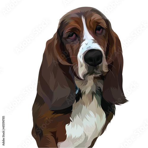 old man english cocker spaniel