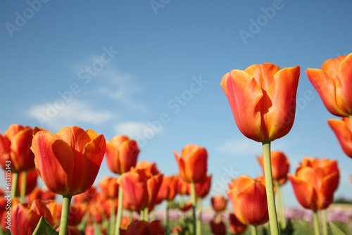 Beautiful red tulip flowers growing against blue sky  closeup