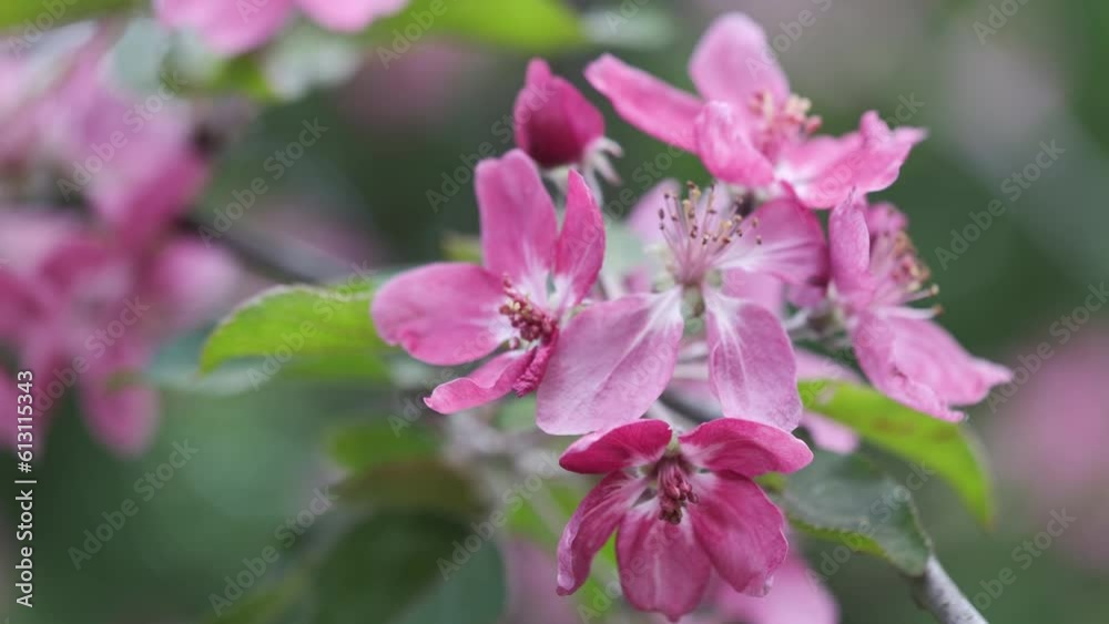 Flowering trees in the spring. Selective focus. spring background Flowering trees in the spring. Selective focus. spring background