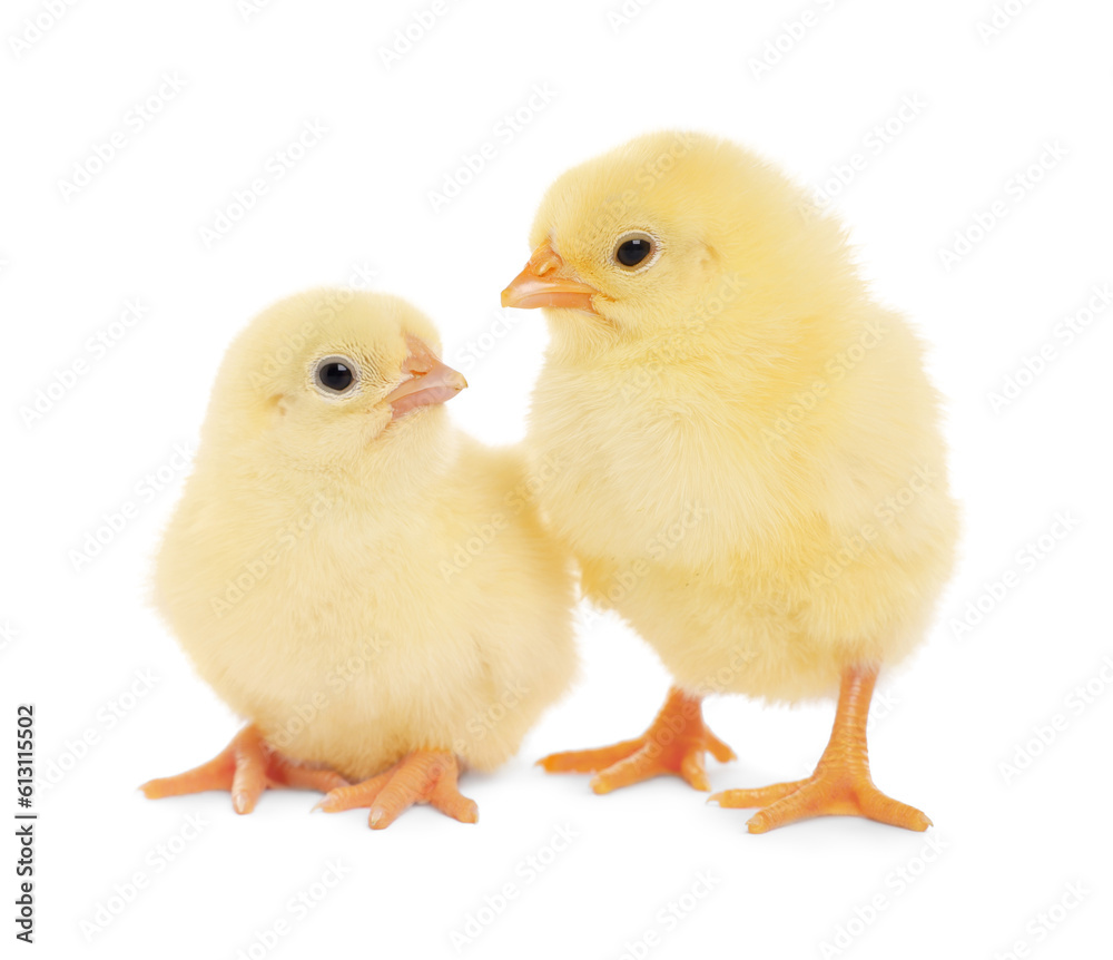 Two cute fluffy baby chickens on white background