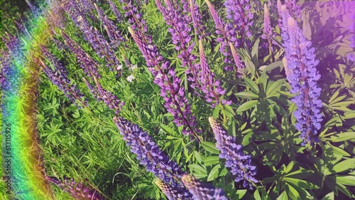lupines blooming rainbow light, 4k video background your