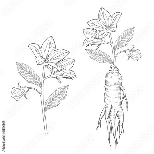 hand drawn illustration of balloon flowers