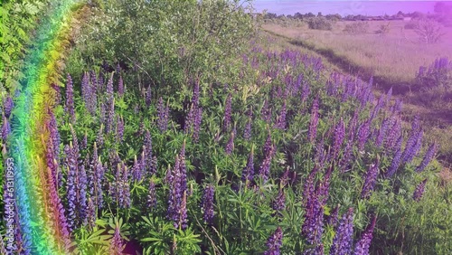 lupines blooming rainbow light, 4k video background your