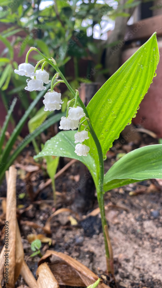 Lily of the valley is a woodland flowering plant with sweetly scented with bell-shaped white flowers Lily of the valley is a woodland flowering plant with sweetly scented with bell-shaped white flowers
