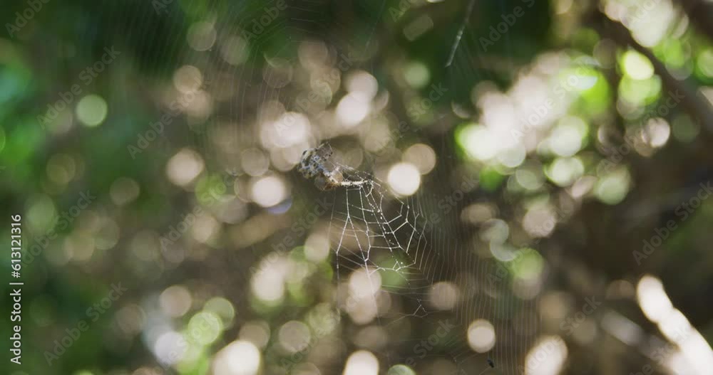 Rack focus to an orb weaver spider fixing its web with the sunlight shining between the trees
