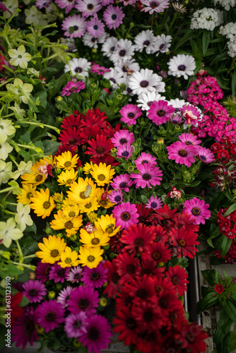 Wallpaper Mural Plantes Fleuries Torontodigital.ca