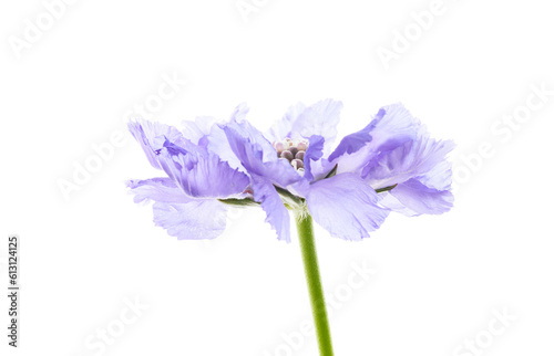 Violet wildflower isolated on white background