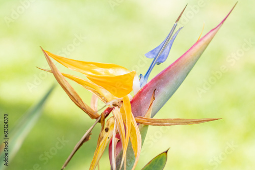 Strelitzia reginae, commonly known as the crane flower, bird of paradise, or isigude in Nguni, is a species of flowering plant. Flowers at Pearl Harbor Visitor Center, Honolulu, Oahu, Hawaii photo