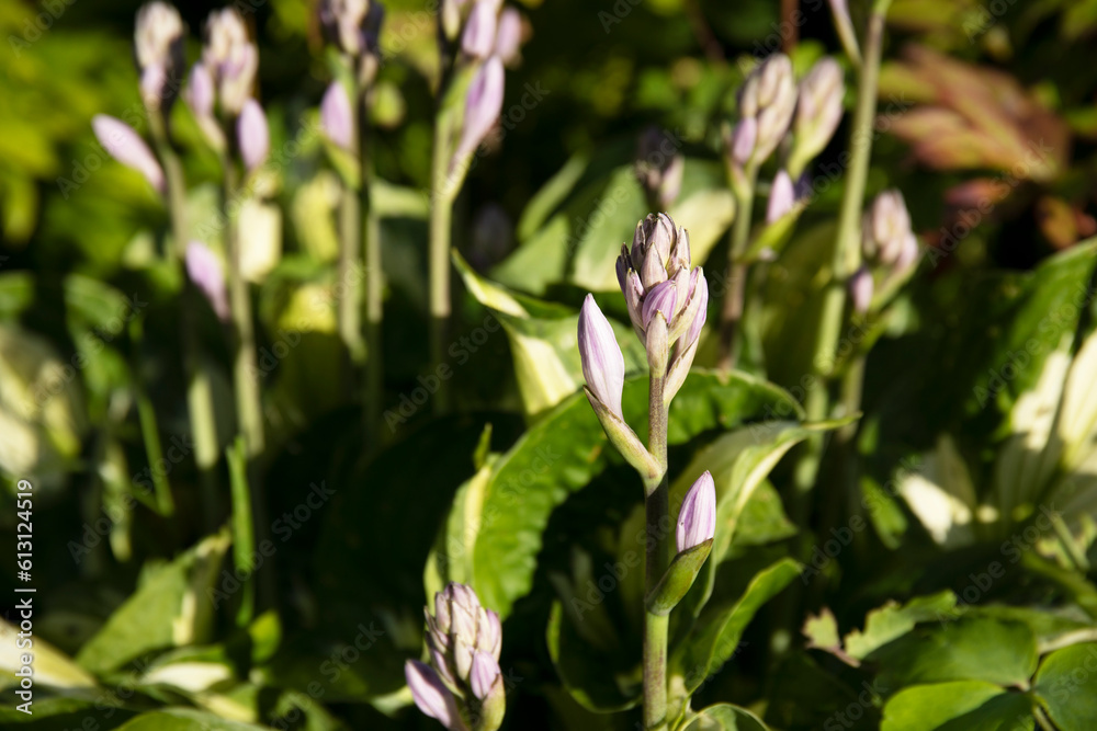 A variegated hosta plant flowering in the garden A variegated hosta plant flowering in the garden