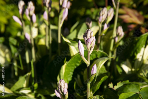 A variegated hosta plant flowering in the garden © Ivanna
