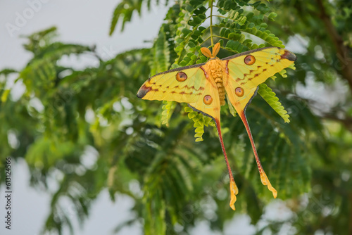 Madagascan moon moth or Comet moth (Argema mittrei)