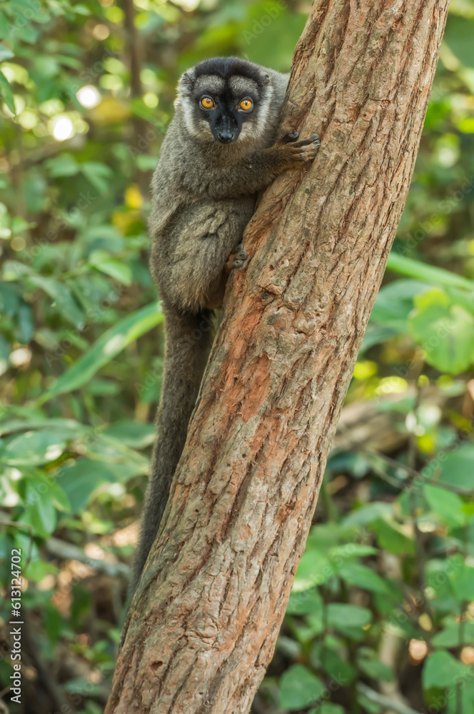 Obraz premium Common brown lemur (Eulemur fulvus) in the wild