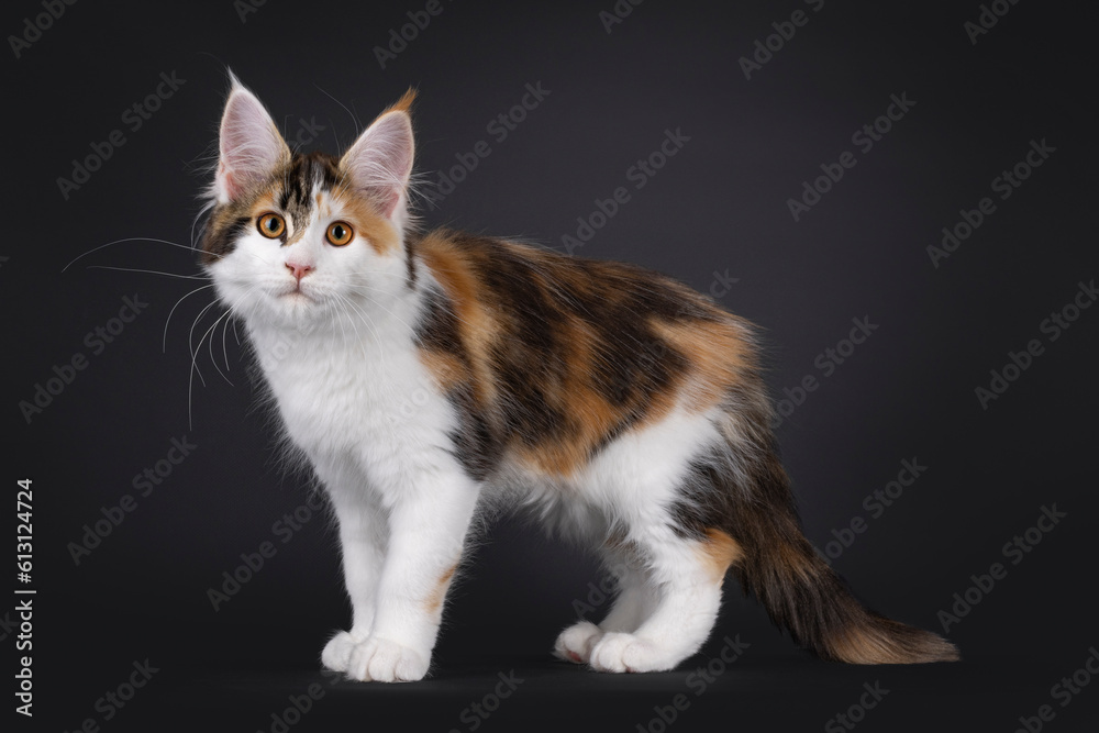Adorable tortie Maine Coon cat kitten, standing up side ways. Looking towards camera. Isolated on black background.