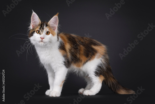 Adorable tortie Maine Coon cat kitten, standing up side ways. Looking towards camera. Isolated on black background.