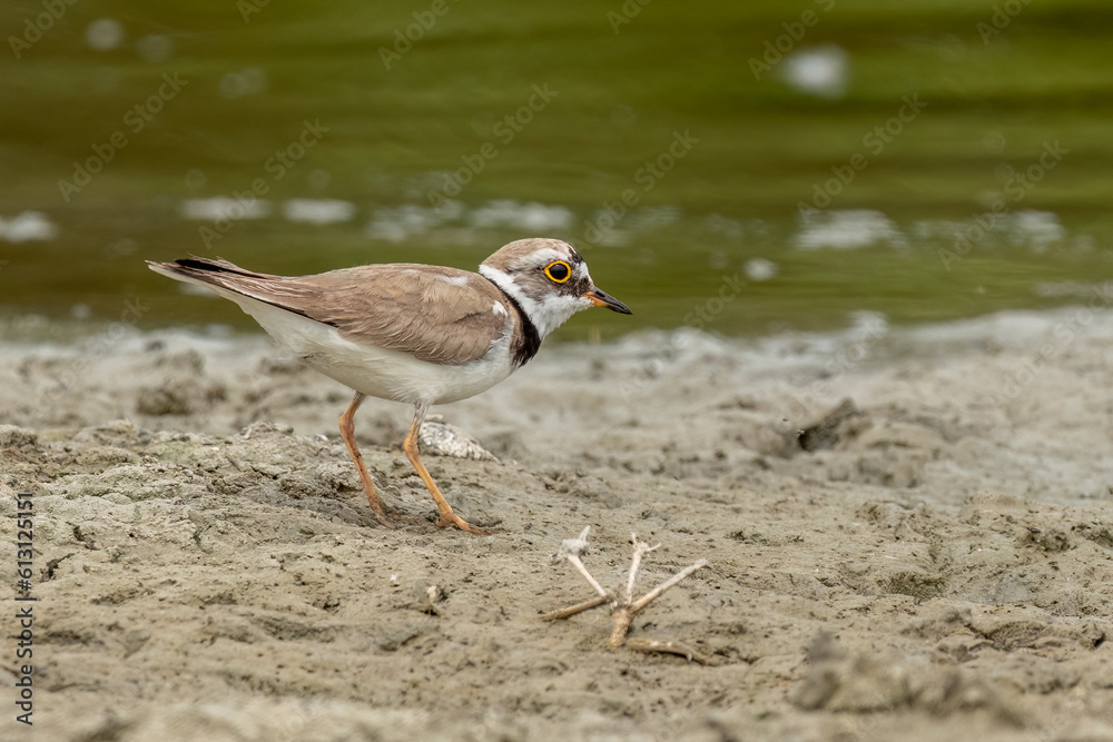 Little ringed plover has landed on the ground near the lake water Little ringed plover has landed on the ground near the lake water