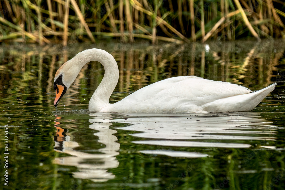 Fototapeta premium -Mute swan swimming in the lake and looking under the water